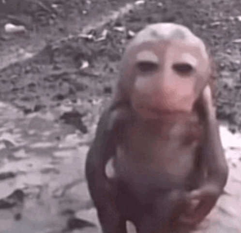 Monkey Rule 34 Image