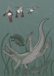 Alligator Rule 34 Image