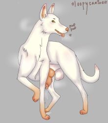 Animal Genitalia Rule 34 Image