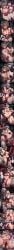 Arlecchino (Genshin Impact) Rule 34 Image