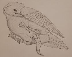 Corvus (Genus) Rule 34 Image